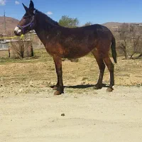 فروش قاطر برای کار بار سوار