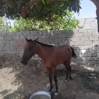 فروشی هست اسب نر چهار سال یا پنج سال بیشتر نمیشه