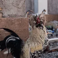 خروس|حیوانات مزرعه|کشکوئیه, |دیوار