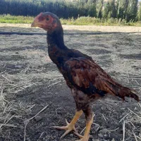 جوجه لاری