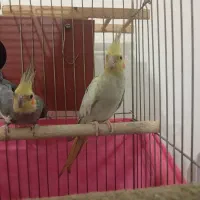 عروس هلندی