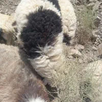 تعداد ۱۰ راس بره سفت چاق