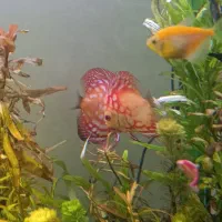 ماهی دیسکس|ماهی|مشهد, ایثار|دیوار