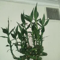 بامبو تایلندی جوانه اصل ریشه دار 115 سانتی|گل و گیاه طبیعی|تهران, مسعودیه|دیوار