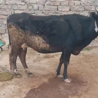 شهرستاتاندیکا روستای طاهرآباد