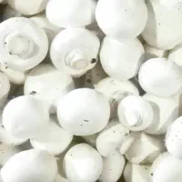 سرمایه گذاری در پرورش قارچ