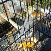 عروس هلندی|پرنده|جوین, |دیوار