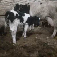 گاو|حیوانات مزرعه|آران و بیدگل, |دیوار