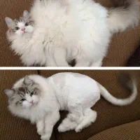 اصلاح و شستشو سگ و گربه|خدمات پیشه و مهارت|زنجان, |دیوار