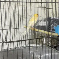 قناری نر قرص بخون اماده جفت