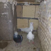 بوم کفتر طوقی و تهرانی