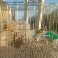 فروش دو عدد سهره یکی نر ویه ماده