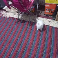 گربه پرشین ۶ماهه سفید حرف گوش کن|گربه|بجنورد, |دیوار