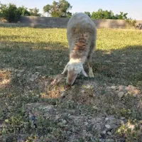 بره نر بزری
