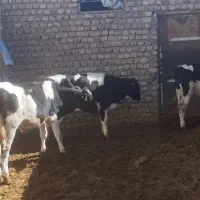 هلشتاین درجه یک