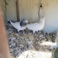 دوتا نر|پرنده|داران, |دیوار