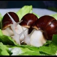 حلزون آچاتینافولیکا آفریقایی