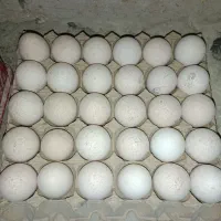 تخم مرغ رسمی،. تخم بوقلمون،|خوردنی و آشامیدنی|ساوه, |دیوار