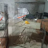 قفس با تمام لوازم