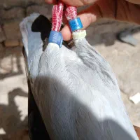 پرنده ماده عراق 2021