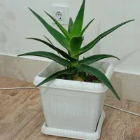 دو عدد گل زیبا