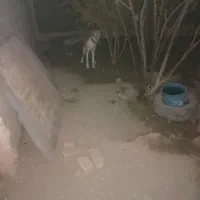 توله سگ نرو ماد|سگ|قم, لسانی|دیوار