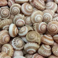 صدف طبیعی ریز|صنایع دستی و سایر لوازم تزئینی|تهران, بازار|دیوار