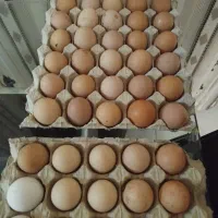 تخم مرغ نطفه دار