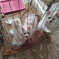 فروش سگ پامر سه ماه|سگ|نجف‌آباد, شهید رجایی|دیوار