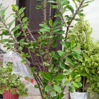گل فروشی|حراج|لاهیجان, آهندان|دیوار