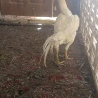 مرغ خروس لاری|حیوانات مزرعه|مشهد, شهرک امام سجاد|دیوار