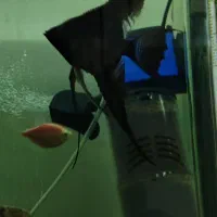 ماهی آکواریومی فروش فوری