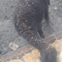 گوسفند زل|حیوانات|علیآباد کتول, |دیوار