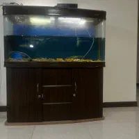 آکواریوم ماهیران شرکتی