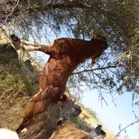 فروش نری وچندراس کهره نر