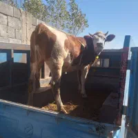 گاو سیمنتال