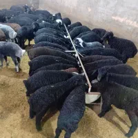 میش بره دار|حیوانات مزرعه|بوئین زهرا, |دیوار