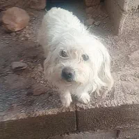 سگ پاکوتاه باهوش|سگ|بم, |دیوار