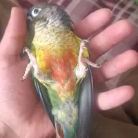 طوطی گرینچیک سه ماه نیم فول اهلی|پرنده|سنندج, |دیوار