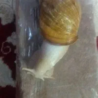 حلزون|لوازم جانبی حیوانات|زرند, |دیوار