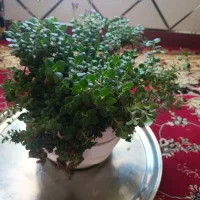 گل طبیعی