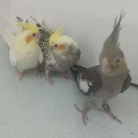 جوجه عروس هلندی