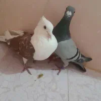 سبز آلمانی و پشت سرخ|پرنده|مشهد, کشف|دیوار