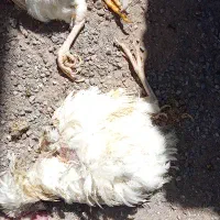 مرغ حرام شده
