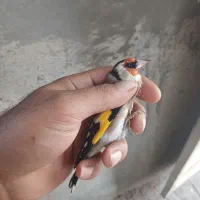 سهره پاییزه