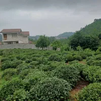 تمیز|فروش زمین و ملک کلنگی|رانکوه, |دیوار