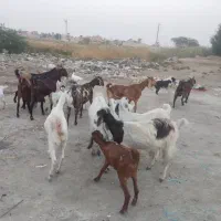 حیوان بز|حیوانات مزرعه|خرمشهر, |دیوار