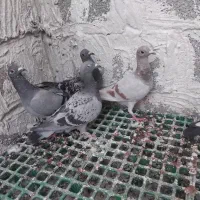 جوجه کبوتر|پرنده|آبپخش, |دیوار