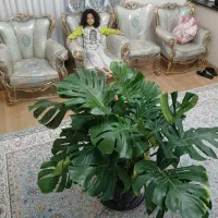 گل بزرگ آپارتمانی وتزیینی برگ انجیری مونسترا|گل و گیاه طبیعی|اندیشه, شهرک مریم|دیوار