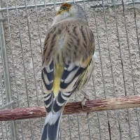 سهره قناری مست خون شلاقی پررو|پرنده|مشهد, شهرک مهر آباد|دیوار